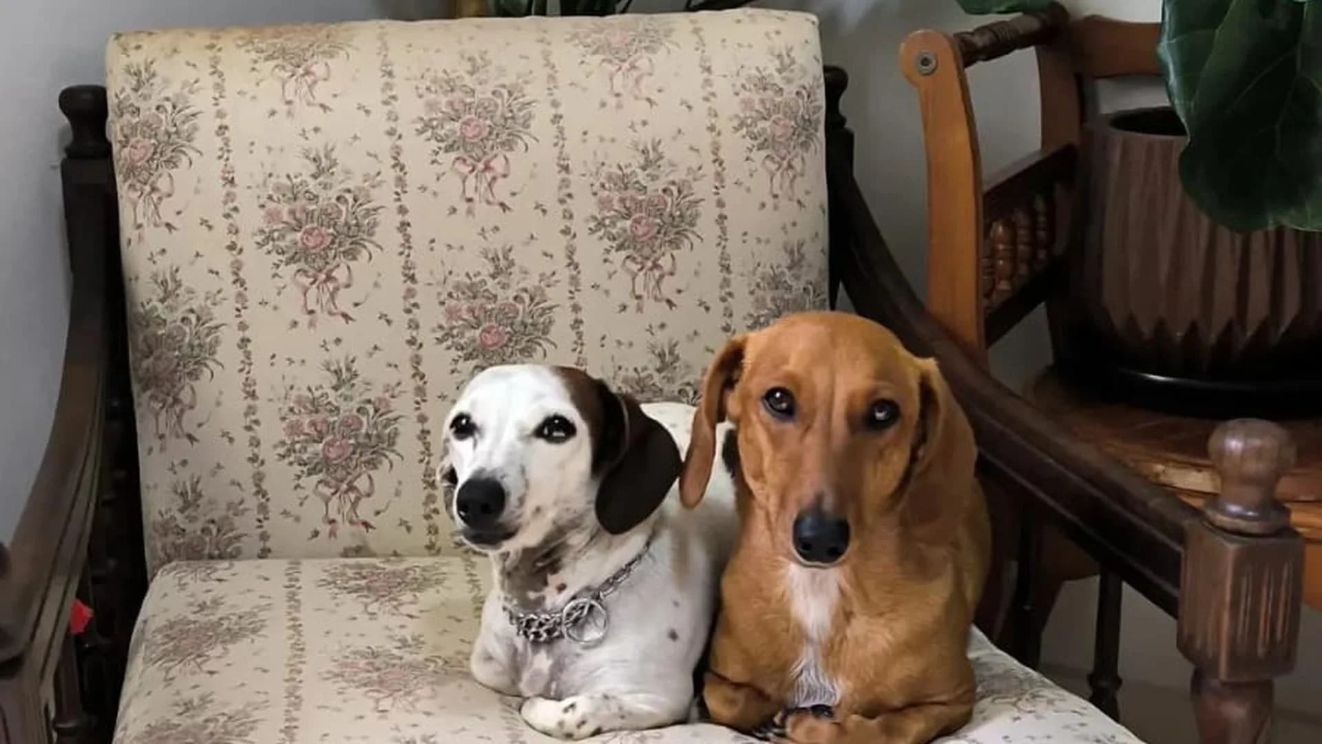 Morpheus e Stella — releitura artística — foto real